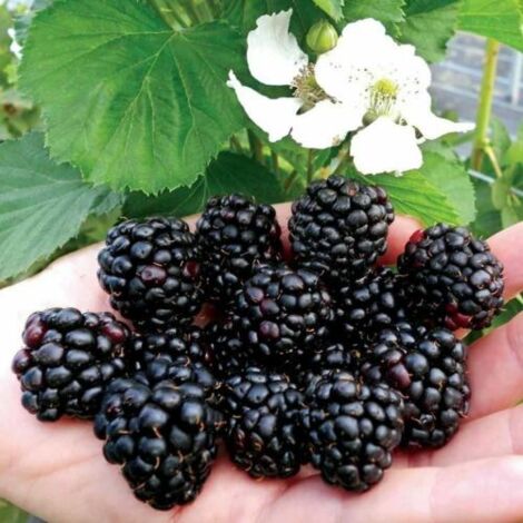 Mora More senza spine "Rubus fruticosus" frutti di bosco pianta in vaso 9x9 cm