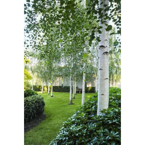 Betulla bianca alba "Betula pendula" 3 piante in vaso 2 litri h. 170/200 cm