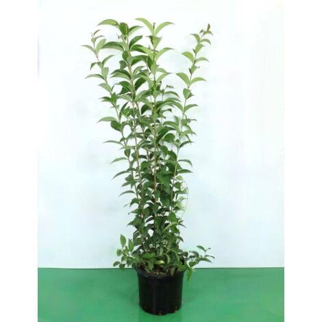 Ligustro "Ligustrum Ovalifolium" pianta da siepe in vaso 2 litri h. 100/110 cm