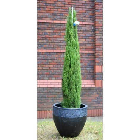 Cipresso toscano "Cupressus sempervirens Totem" pianta sempreverde in vaso Ă¸9 cm h. 40/50 cm