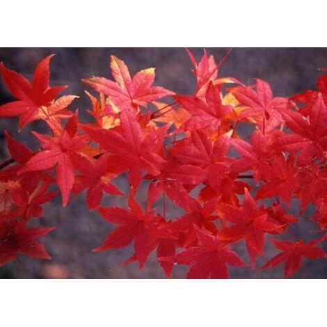 Acero rosso giapponese "Acer palmatum Momiji" pianta a cespuglio in mastello 40 cm h. 2 metri circa FOTO REALE