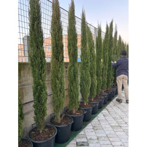 Cipresso toscano "Cupressus sempervirens Totem" pianta sempreverde in mastello ø45 cm h. 220/240 cm FOTO REALE