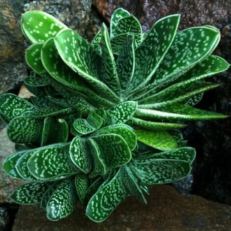 Gasteria verrucosa maculata pianta grassa succulenta in vaso  12 cm FOTO REALI