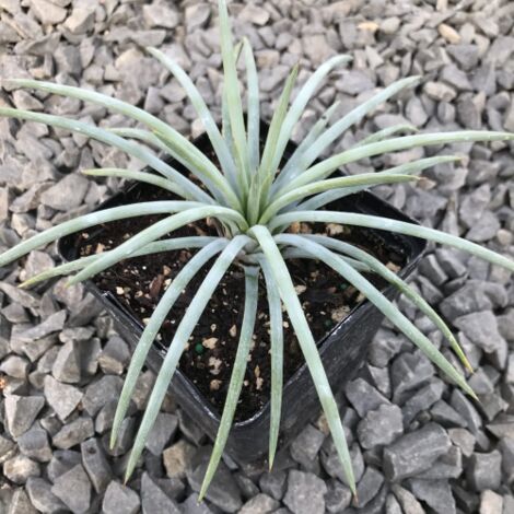 Agave Tenuifolia Blue "Agave Tenuifolia Glauca" pianta grassa succulenta in vaso 9 cm