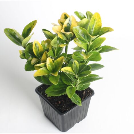 Evonimo giapponese "Euonymus japonicus Aureomarginatus" pianta da siepe sempreverde in vaso bio 8