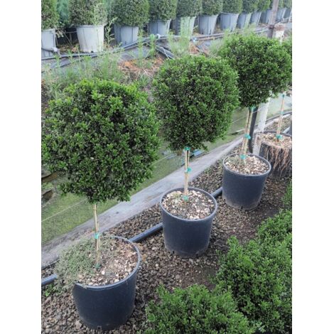 Agrifoglio giapponese "Ilex crenata" pianta ornamentale sempreverde ad alberello a palla in vaso 28 cm h. 70/80 cm arte topiaria