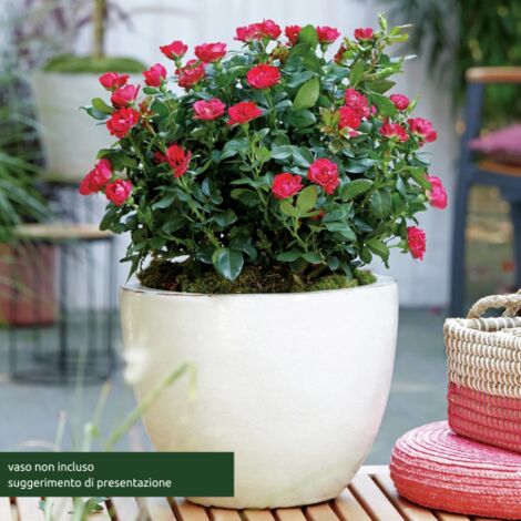 Rosa Rossa "Meilland Knock Out" in vaso  Ă¸19 cm rosa a cespuglio fiori profumati varieta' resistente e rifiorente