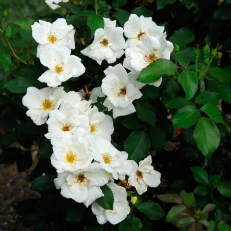 Rosa Bianca rifiorente tappezzante "White Knock Out - Meilland" pianta di rose in vaso  19