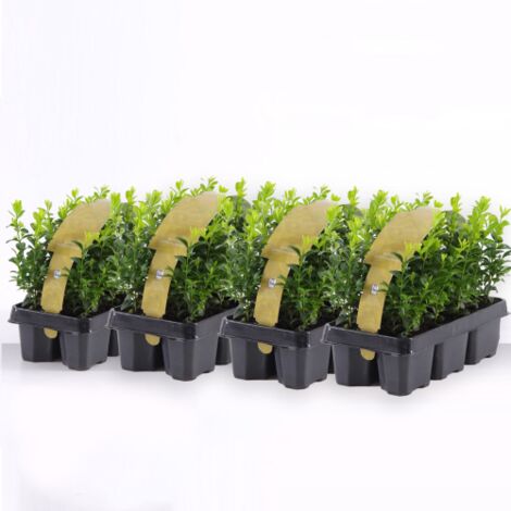 Bosso "Buxus microphylla Faulkner" 24 piante da siepe sempreverde in vaso bio 9 cm