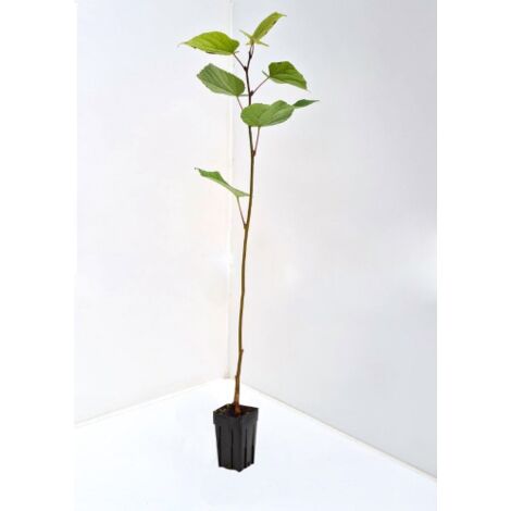 3 piante di Tiglio h 125/150 cm "Tilia Cordata" albero ornamentale per siepi, ombra e fiori profumati attira api