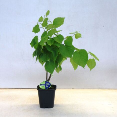 Tiglio selvatico "Tilia Cordata" pianta h 125/150 cm