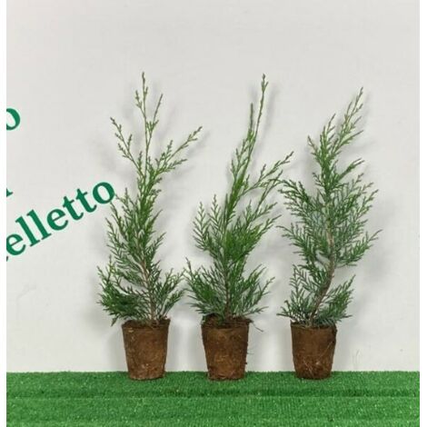 Cipresso di Leyland "Cupressocyparis leylandii" 24 piante in vaso biodegradabile 7x7 cm h 40/50 cm