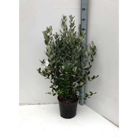 Feijoa "Acca sellowiana" Guayabo del Brasile pianta in vaso  33 cm h. oltre 1 metro