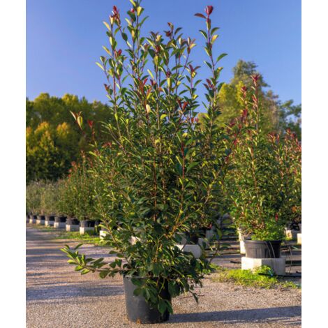 Fotinia "Photinia x fraseri Red Robin" pianta da siepe sempreverde in vaso  33 cm h. 150/170 cm