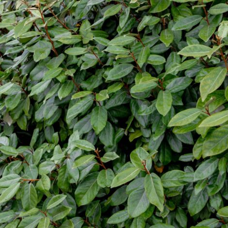 Eleagno "Eleagnus x ebbingei" pianta da siepe sempreverde in vaso  9 cm