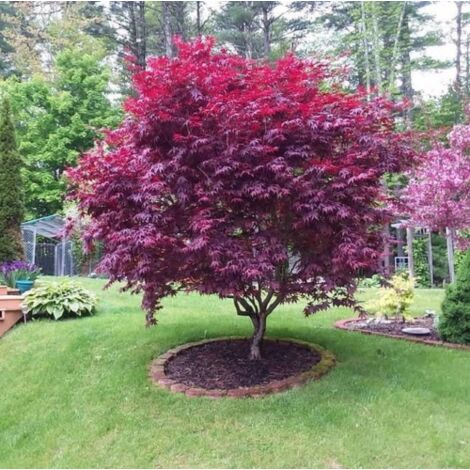 Acero Rosso Giapponese "Acer Palmatum Bloodgood" pianta in mastello 40 cm h. 120/150 cm