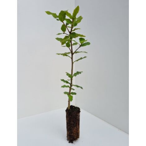 Leccio Elce "Quercus ilex" pianta sempreverde in alveolo
