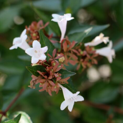 Abelia "Abelia x grandiflora" pianta a palla in mastello  50 cm h. 1 metro FOTO REALE