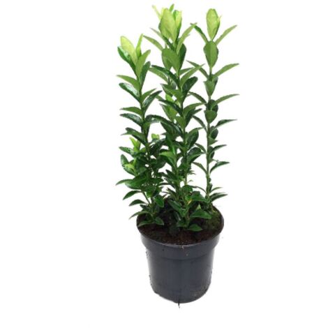 Evonimo "Euonymus japonicus Microphyllus" pianta da siepe sempreverde in vaso  9 cm (1/5)