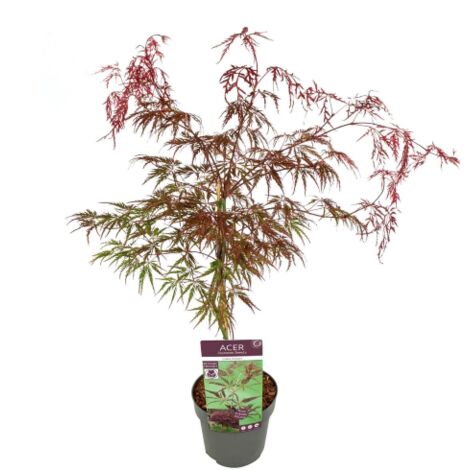 Acero rosso giapponese "Acer palmatum dissectum Inaba Shidare" pianta in vaso  20 cm