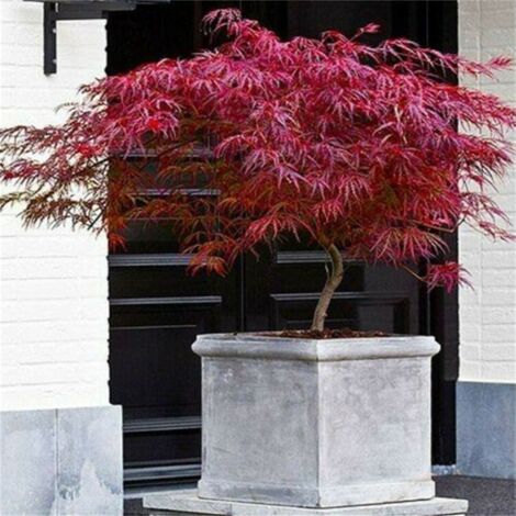 Acero Rosso Giapponese Acer Palmatum Dissectum Firecracker Pianta In Acero Rosso Giapponese Acer Palmatum Dissectum Firecracker Pianta In