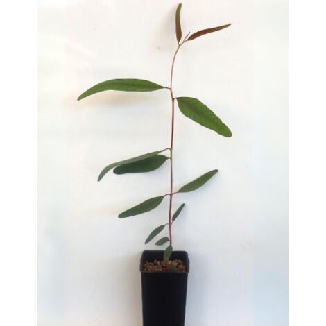 Eucalipto rosso "Eucalyptus camaldulensis" pianta in vaso  Ă¸9 cm