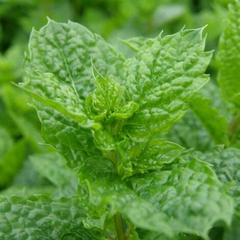 Menta marocchina "Mentha spicata" mojito pianta aromatica in vaso  14 cm