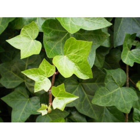 Edera comune "Hedera helix" 3 piante rampicanti sempreverdi in vaso 8x8 cm