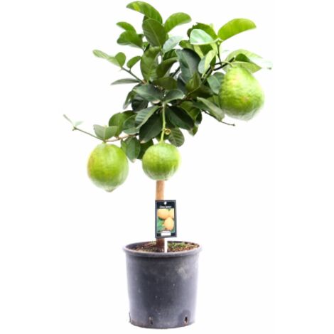 CITRUS MEDICA Var. SARCODACTYLUS (CEDRO MANO DI BUDDA - Foto 2