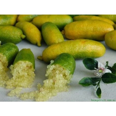 Limone Caviale Citrus australasica pianta di Finger Lime bianco in vaso  22 cm