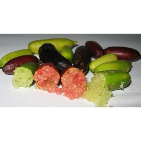 Limone Caviale, Finger Lime, rosso, rosa, verde, bianco