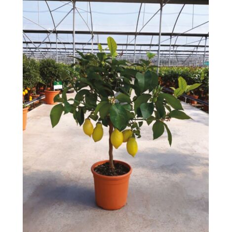 Limone lunario "Citrus limon" limone 4 stagioni pianta in vaso 20 cm Agrumi di Sicilia