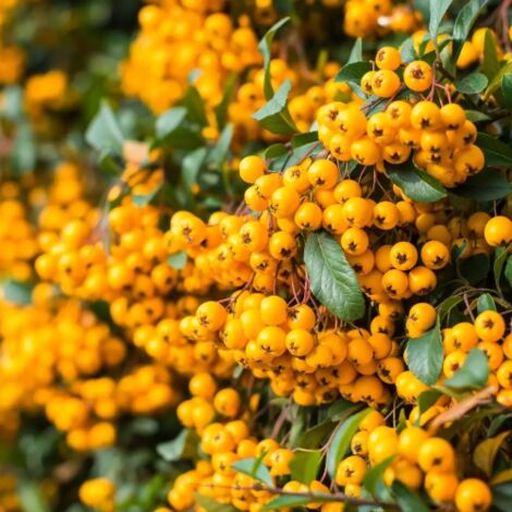 Piracanta gialla "Pyracantha coccinea Soleil d'Or" Agazzino pianta da siepe sempreverde in vaso 8 bio