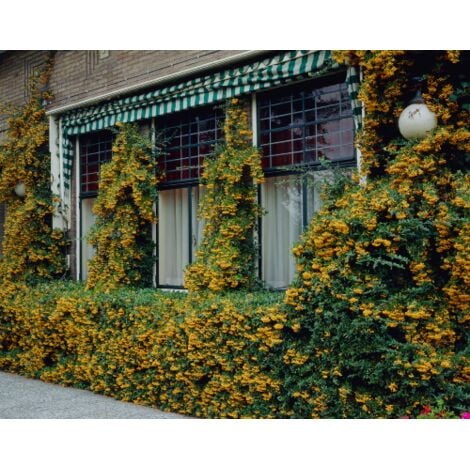 Piracanta Rossa (Pyracantha Coccinea) - Pianta Da Siepe Sempreverde Con Bacche, Vaso ø8 Cm, Da Vivaio - Foto 10