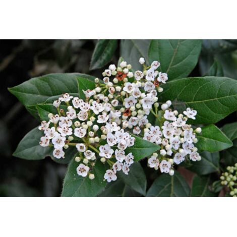 Viburnum Tinus Lentaggine - Pianta Sempreverde Da Siepe In Vaso ø9cm - Foto 2