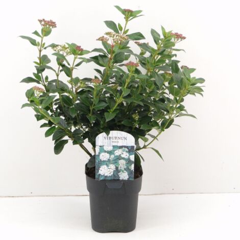 Viburno tino "Viburnum tinus" lentaggine 3 piante da siepe sempreverde in vaso  9 cm h.20/40 cm