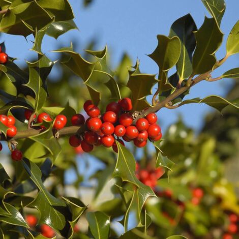 Agrifoglio "Ilex aquifolium Nellie Stevens" 3 piante in vaso biodegradabile 8 cm (1/5)