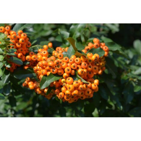 Piracanta arancione "Pyracantha coccinea Orange Glow" Agazzino pianta da siepe sempreverde in vaso ø9 cm h. 50/60 cm