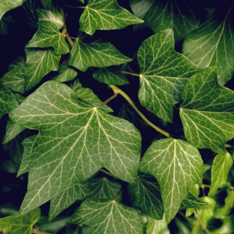 Edera comune "Hedera helix" pianta in vaso  20 cm h. 2 metri circa FOTO REALI