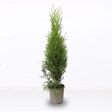 Tuia smeraldo "Thuja occidentalis Smaragd" pianta da siepe sempreverde in vaso 9 cm