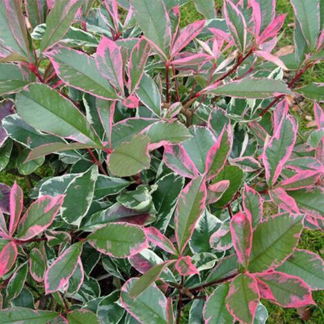 Photinia x Fraseri 'Pink Marble' Fotinia Variegata Pianta da Siepe - Select 1: 40/60 cm