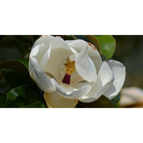 Magnolia Grandiflora Gallisoniensis - Pianta In Vaso Ø30 Cm H 160/180 Cm - Albero Sempreverde, Fiori Bianchi Profumati - Vivaio Castelletto