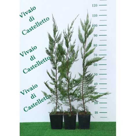 Cipresso di Leyland "Cupressocyparis leylandii" 12 piante in vaso  18 cm h. 90/110 cm