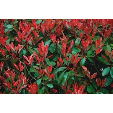 Photinia red robin : Où et quand planter - Taille, conseils entretien Photinia red robin : Où et quand planter - Taille, conseils entretien
