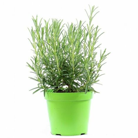 Rosmarino "Rosmarinus officinalis" pianta aromatica in vaso  14 cm