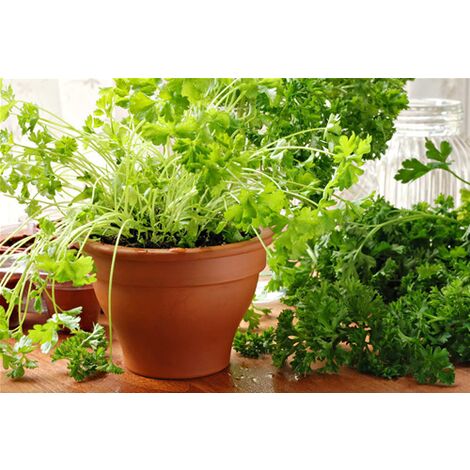 Prezzemolo Liscio "Petroselinum crispum" pianta aromatica in vaso  14 cm (1/4)