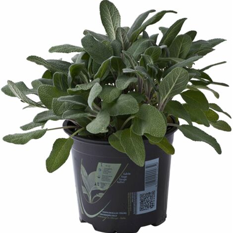 Salvia "Salvia officinalis" pianta aromatica in vaso  14 cm