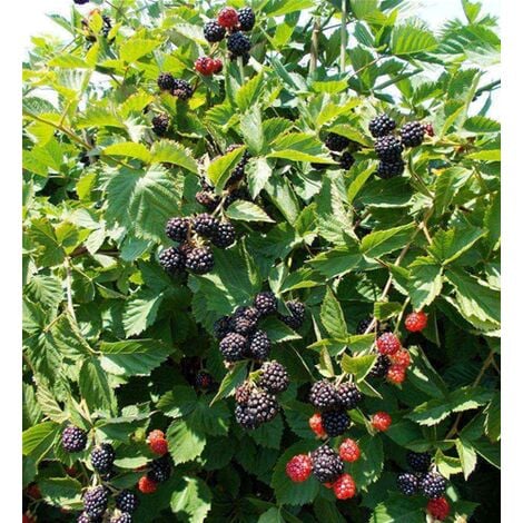 Mora More senza spine "Rubus fruticosus" frutti di bosco pianta in vaso  10 cm con canna 50 cm e senza spine