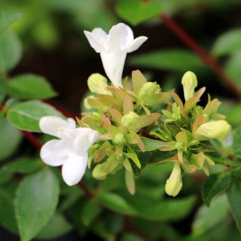 Abelia compatta "Abelia x grandiflora compacta" 3 piante in vaso biodegradabile 8 cm