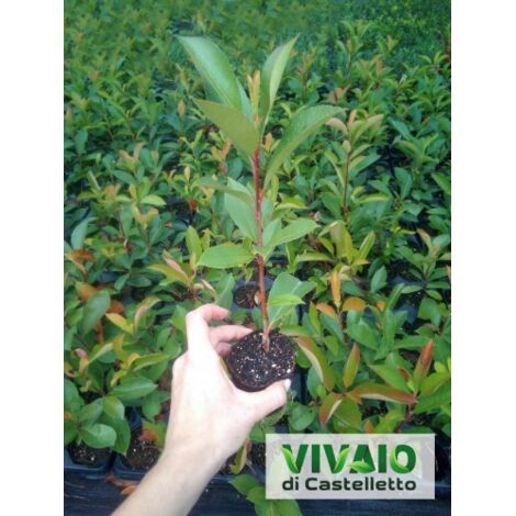 Photinia Fotinia Fraseri Red Robin da siepe in vaso biodegradabile 8 cm